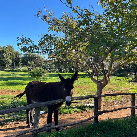 La Casa Del Carrubo Con Piscina Condivisa In Campagna Vicino Al Mare - Canestanco 18 Santa Croce Camerina